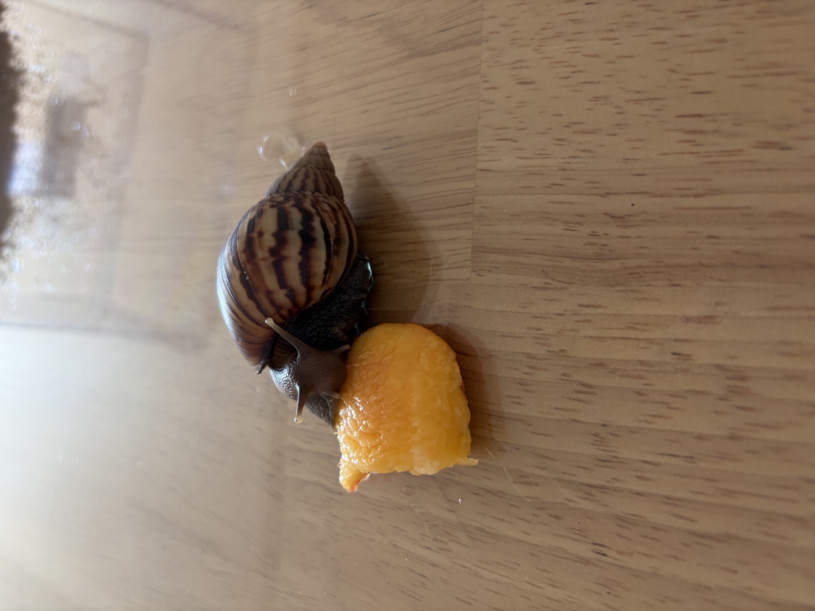 애완 달팽이 클로즈업
