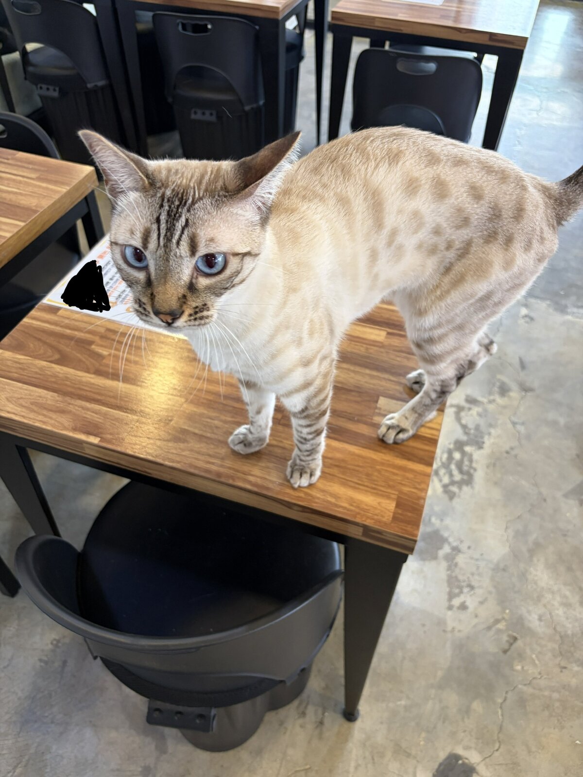 테이블 위에 올라선 뱅골 고양이, 파란 눈