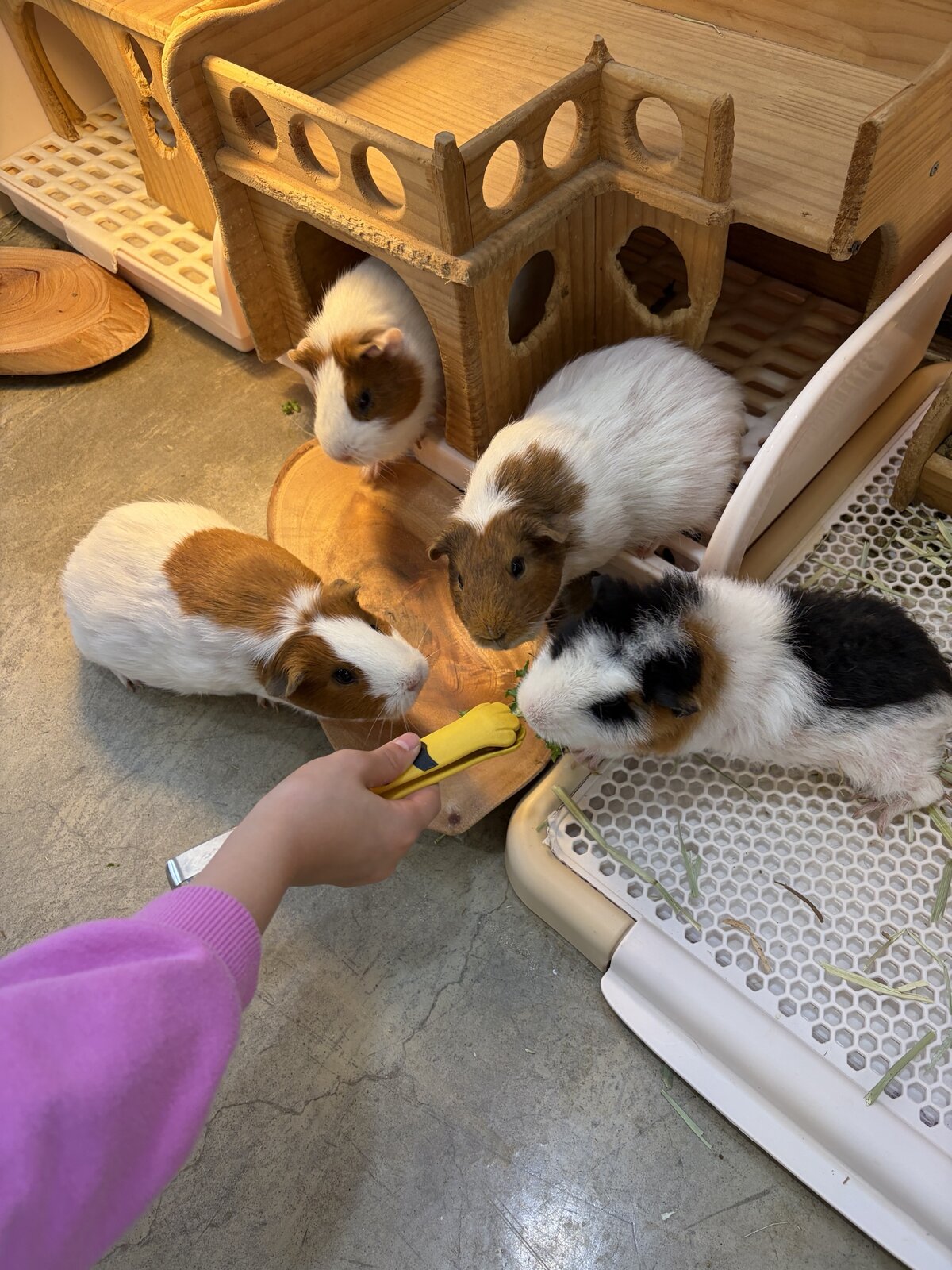 기니피그 네 마리에게 집게로 채소를 먹여주는 아이의 손