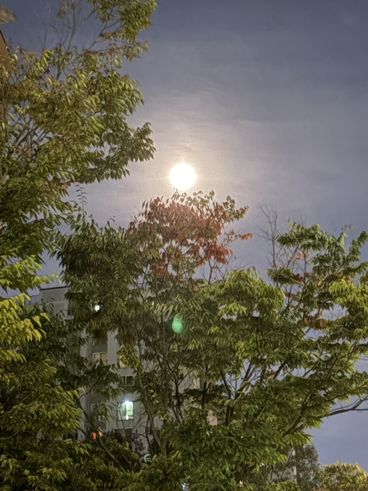 나뭇가지 사이로 떠오른 추석 보름달